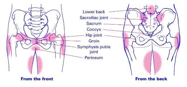 Pelvic Girdle Pain During Pregnancy Body Organics